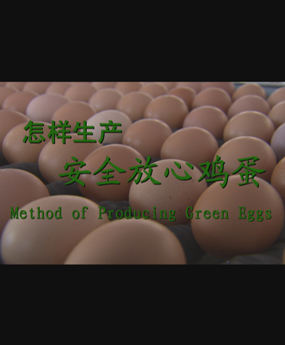 怎样生产安全放心鸡蛋